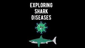 Shark Diseases