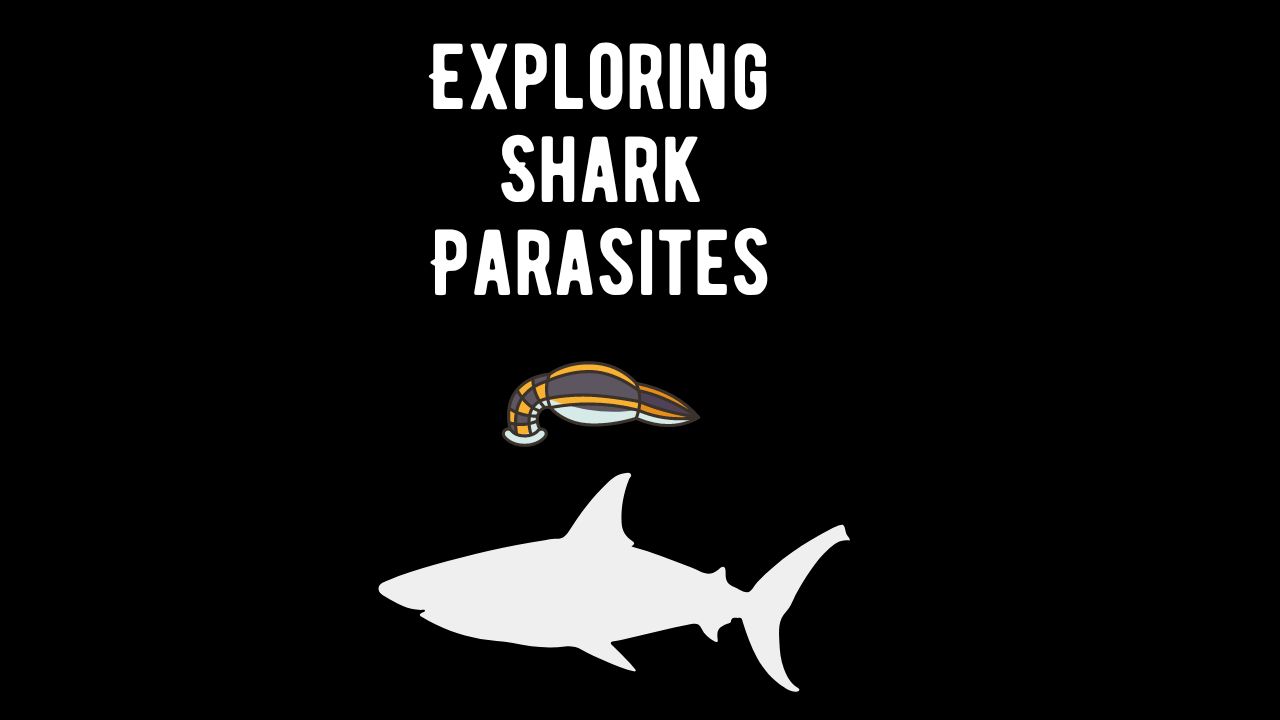 Shark Parasites