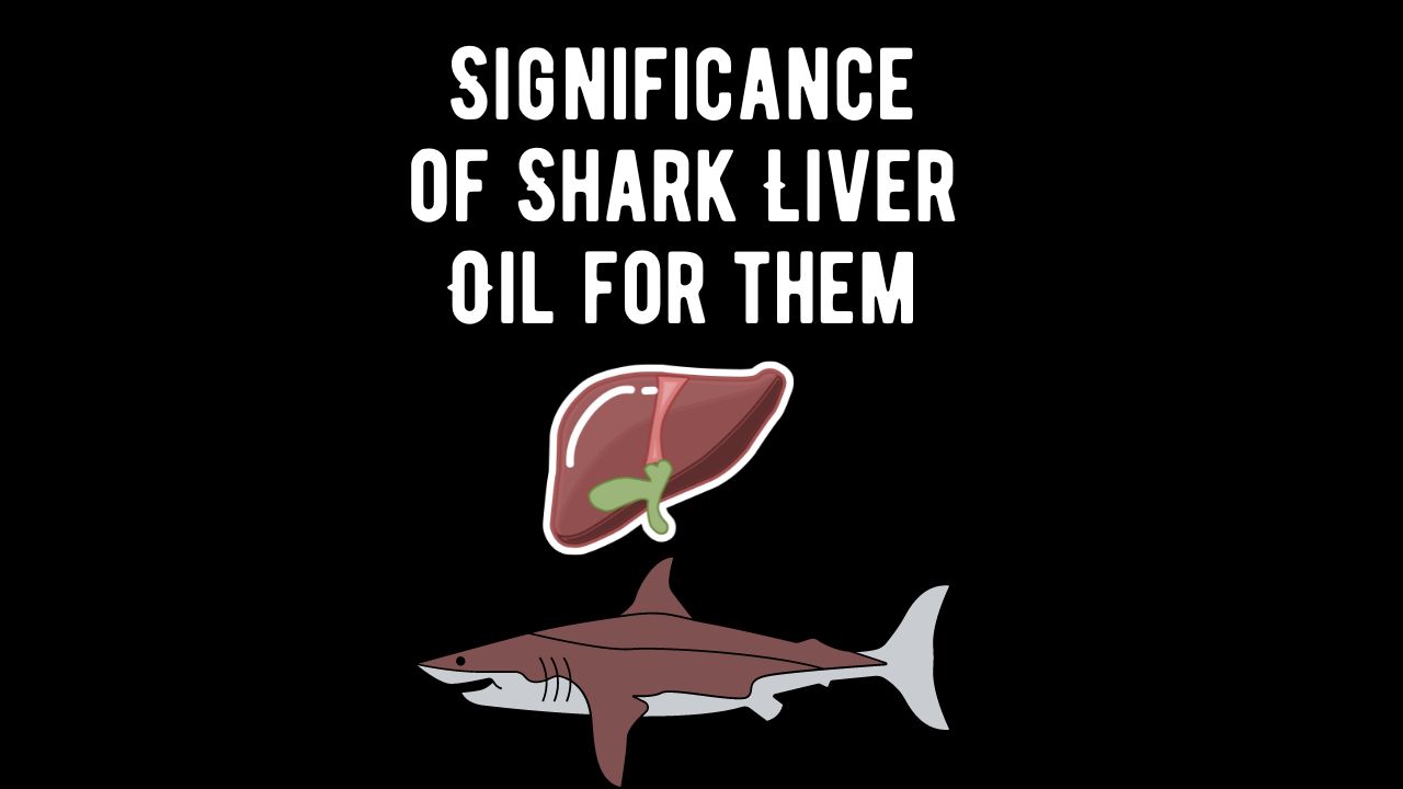 Shark liver oil is a remarkable substance that holds various benefits for sharks, playing a crucial role in their survival and adaptation to the marine environment. This article explores the functions and advantages of shark liver oil in supporting the health and physiological processes of these oceanic predators.