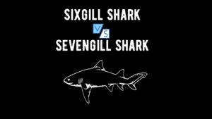 How Many Gills Do Sharks Have? Everything You Need To Know - Shark Truth