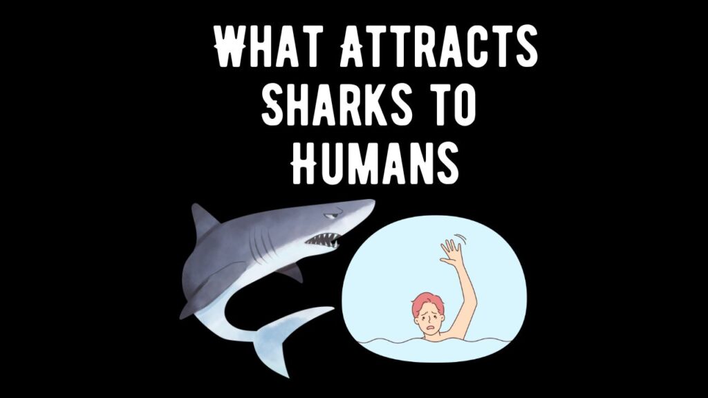 What Attracts Sharks To Humans 7 Factors Shark Truth