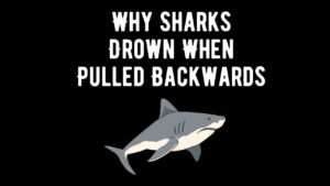 Why Sharks Drown When Pulled Backwards