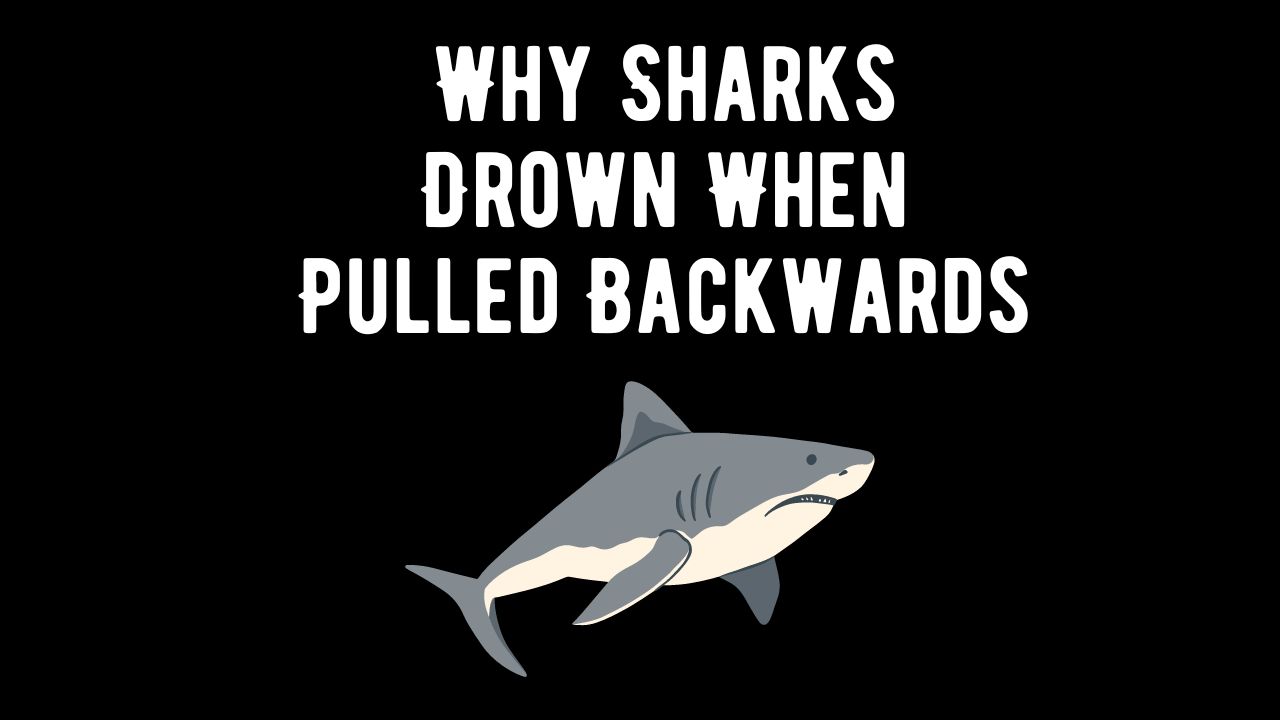 Why Sharks Drown When Pulled Backwards